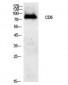 CD6 Polyclonal Antibody