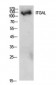 Integrin αL Polyclonal Antibody