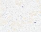 CD13 Polyclonal Antibody