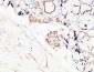 CD19 Polyclonal Antibody