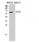 CD19 Polyclonal Antibody