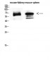 CD19 Polyclonal Antibody