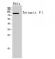 Integrin β1 Polyclonal Antibody