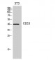 CD33 Polyclonal Antibody