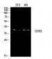 CD33 Polyclonal Antibody