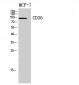 CD36 Polyclonal Antibody