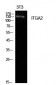 Integrin α2 Polyclonal Antibody