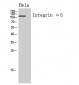 Integrin α5 Polyclonal Antibody