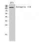 Integrin α6 Polyclonal Antibody