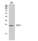 CD53 Polyclonal Antibody