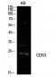 CD53 Polyclonal Antibody
