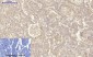 Integrin β3 Polyclonal Antibody