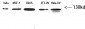 Integrin β3 Polyclonal Antibody