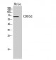 CD85d Polyclonal Antibody