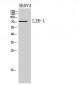 LIR-1 Polyclonal Antibody