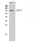 LIR-1 Polyclonal Antibody