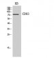 CD93 Polyclonal Antibody