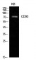 CD93 Polyclonal Antibody