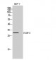 ICAM-2 Polyclonal Antibody