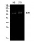IL-9R Polyclonal Antibody