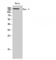 Ron α Polyclonal Antibody