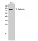 VE-Cadherin Polyclonal Antibody