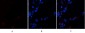 VE-Cadherin Polyclonal Antibody