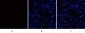 VE-Cadherin Polyclonal Antibody