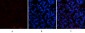 VE-Cadherin Polyclonal Antibody