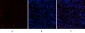 VE-Cadherin Polyclonal Antibody