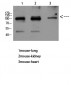 VE-Cadherin Polyclonal Antibody