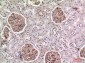 BST-2 Polyclonal Antibody