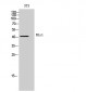 Blr1 Polyclonal Antibody