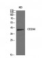 CD244 Polyclonal Antibody