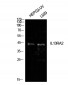 IL-13Rα2 Polyclonal Antibody