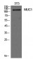 Mucin 1 Polyclonal Antibody