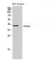 CD300c Polyclonal Antibody