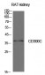 CD300c Polyclonal Antibody