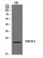 Ox40L Polyclonal Antibody