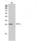 CD30-L Polyclonal Antibody