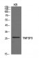 CD30-L Polyclonal Antibody