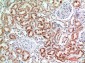 EMR2 Polyclonal Antibody