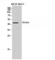 CD240d Polyclonal Antibody