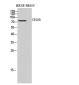 CD180 Polyclonal Antibody