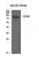 CD180 Polyclonal Antibody