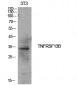 CD267 Polyclonal Antibody