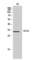 CD305 Polyclonal Antibody