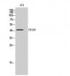 CD192 Polyclonal Antibody