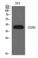CD192 Polyclonal Antibody
