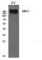 CD206 Polyclonal Antibody